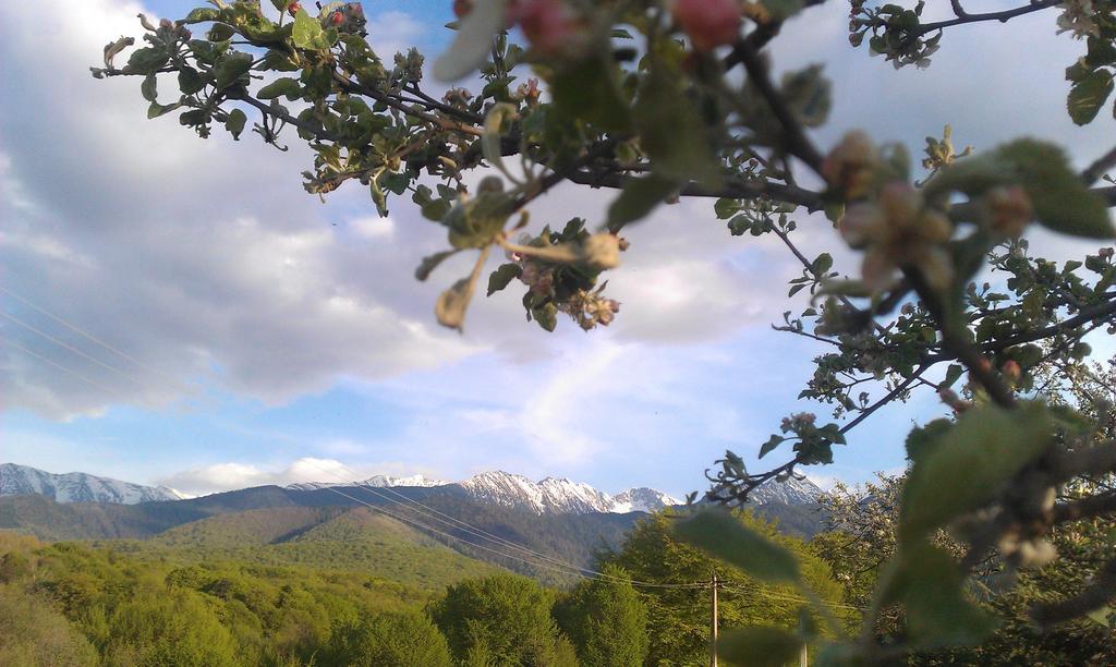 Sîmbăta de Sus Casa Muntelui - Sambata旅馆 外观 照片